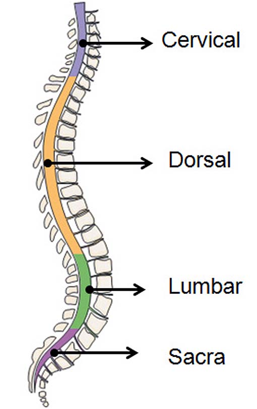 porciones de la médula espinal