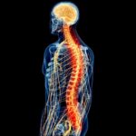 ¿Cuáles son las porciones de la médula espinal?