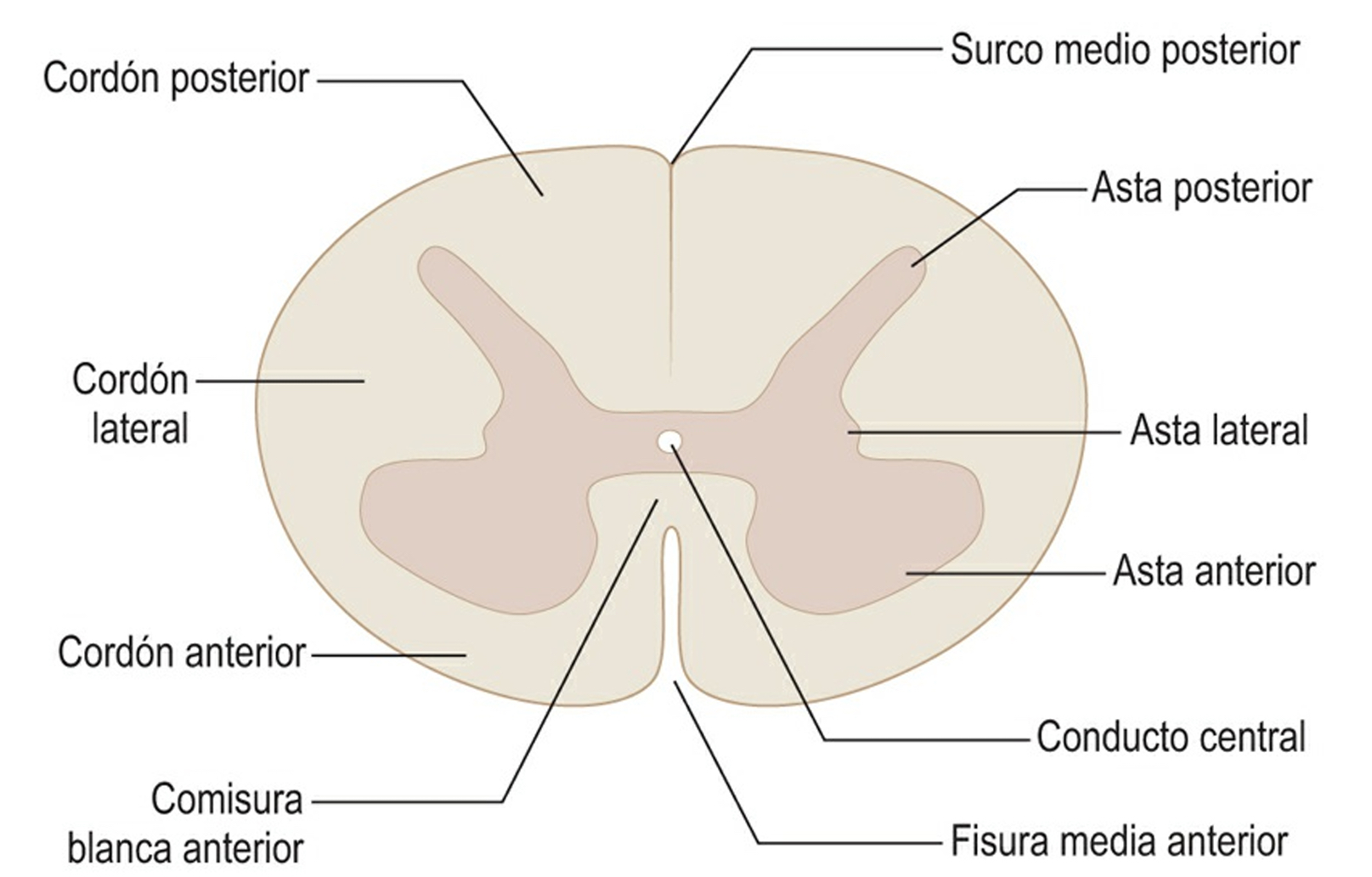 ¿Cuáles son las caras de la médula espinal?