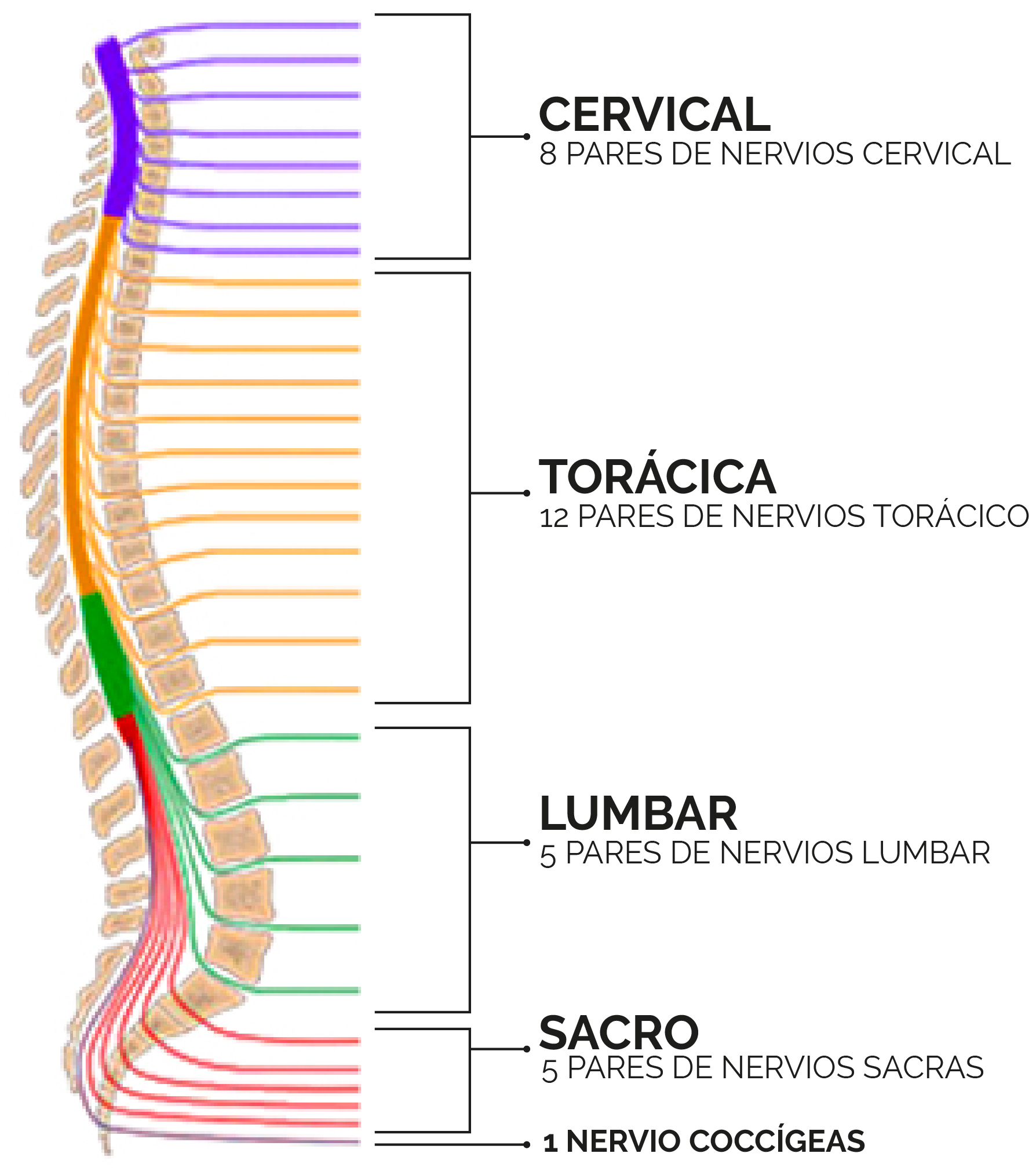 ¿Como se organizan las raíces de los nervios espinales?