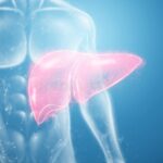 ¿Qué vitaminas se convierten y almacenan en el hígado?