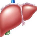 Ligamento coronario del hígado