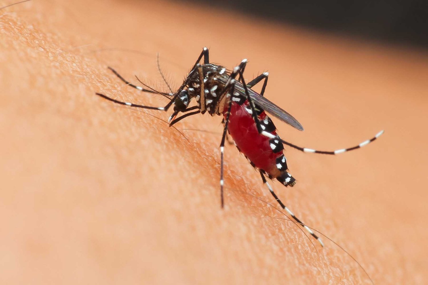 Factores que aumentan de la incidencia del dengue
