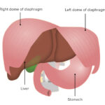 Relaciones del hígado con el diafragma