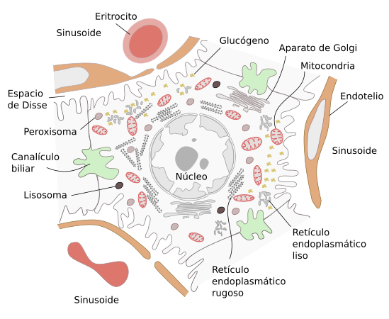 Hepatocitos, las células especializadas del hígado.