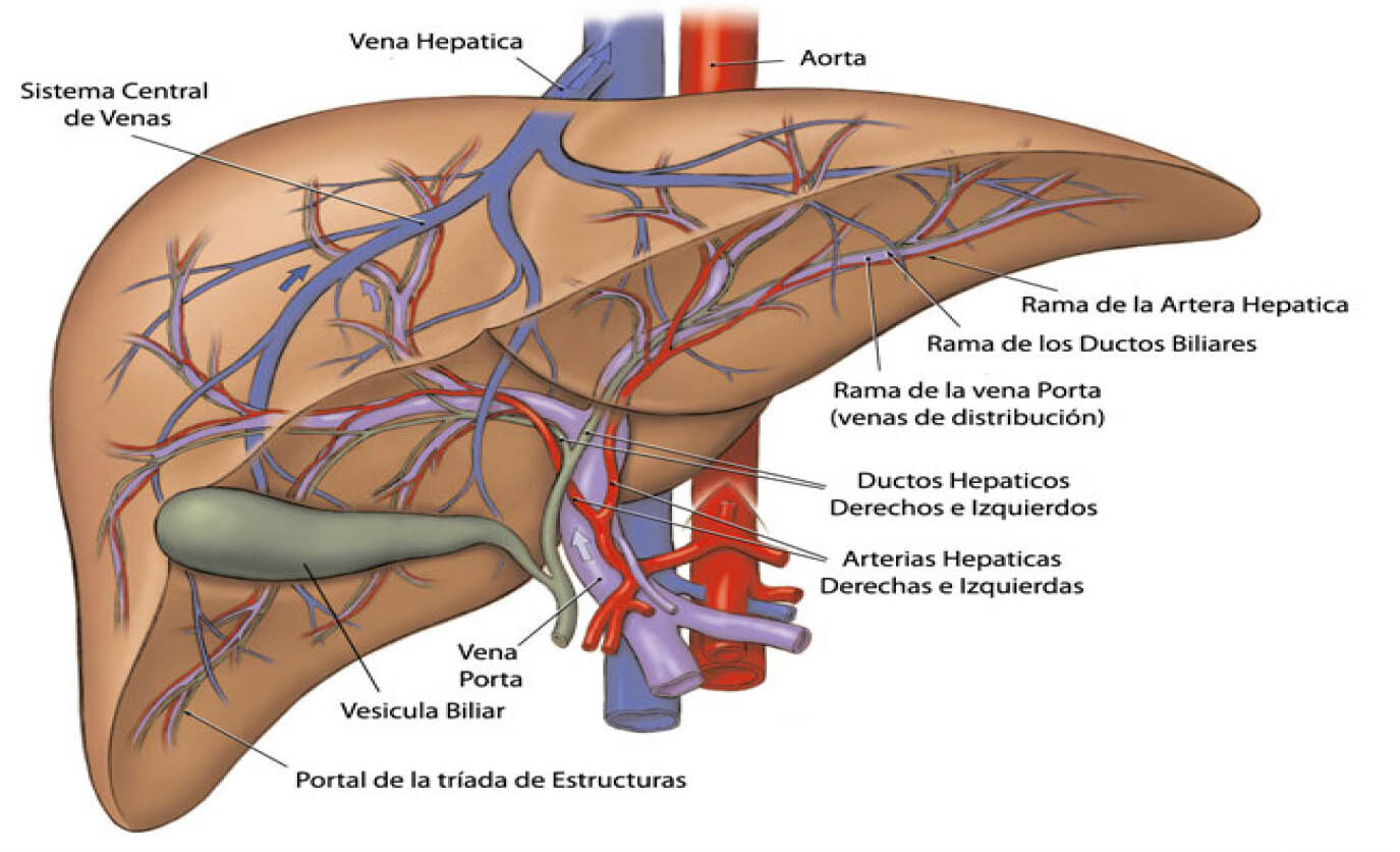 Particularidades de la irrigación sanguínea del hígado