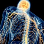 Clasificación de los nervios del sistema nervioso periférico