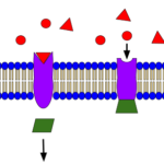 Señalización celular, el proceso de comunicación