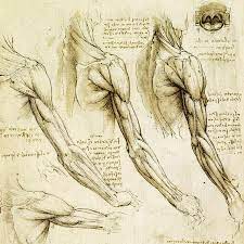 ¿Por qué es importante saber anatomía humana?