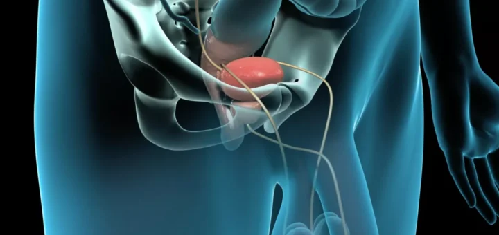Anatomía externa de la próstata