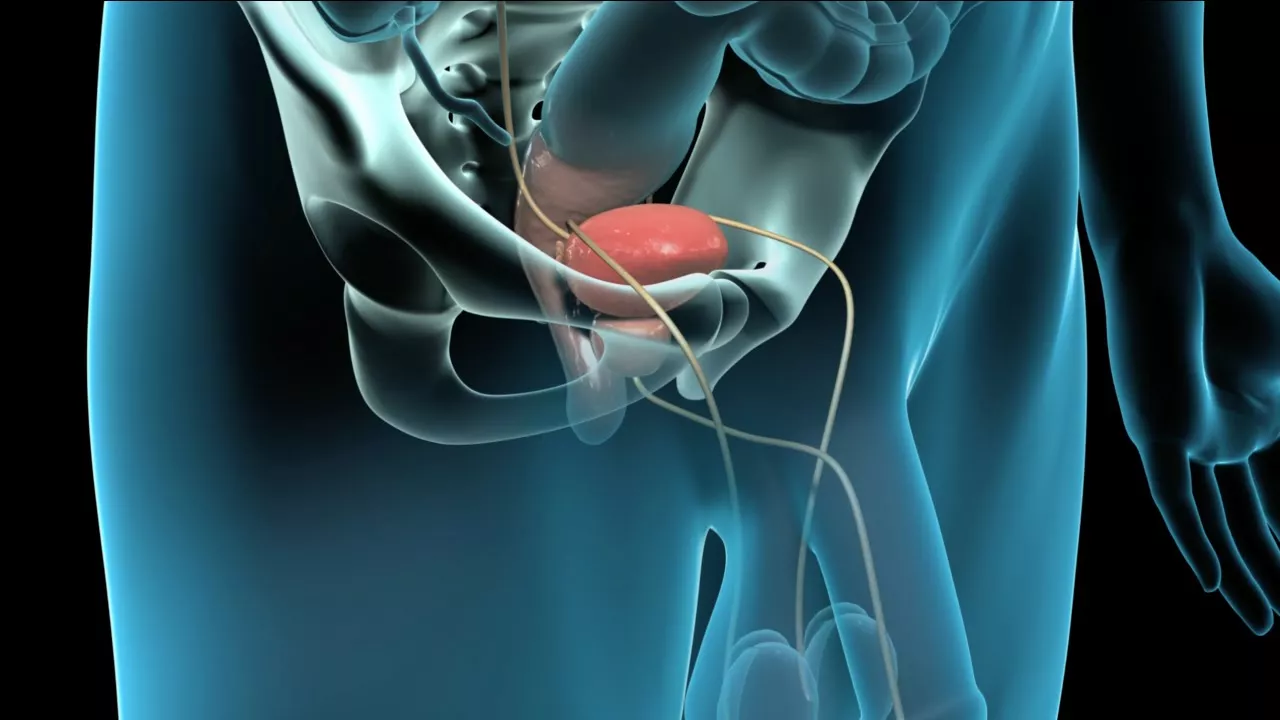 Anatomía externa de la próstata