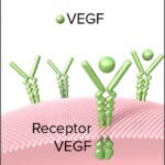 Agentes farmacológicos bloqueadores del VEGF