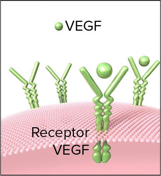 Agentes farmacológicos bloqueadores del VEGF
