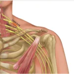 Ramos comunicantes y plexos nerviosos