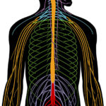 sistema nervioso periférico
