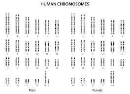 Complemento cromosómico normal 