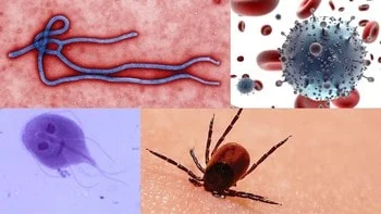 Diferencia entre infección e infestación