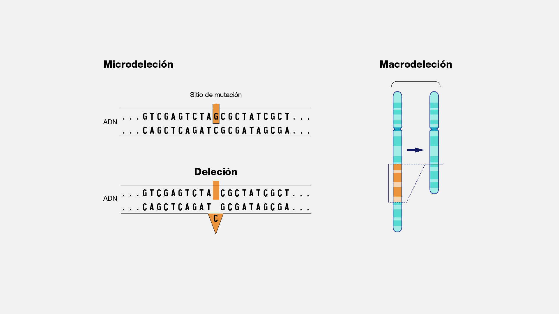 Deleciones y duplicaciones cromosómicas
