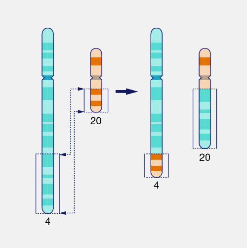 ¿Qué son las translocaciones cromosómicas?
