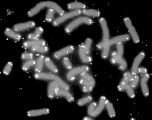 ¿Cómo se categorizan las variantes cromosómicas?