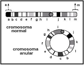 ¿Por qué se producen los cromosomas en anillo?