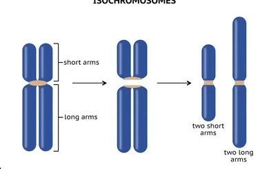 ¿Qué son los isocromosomas?