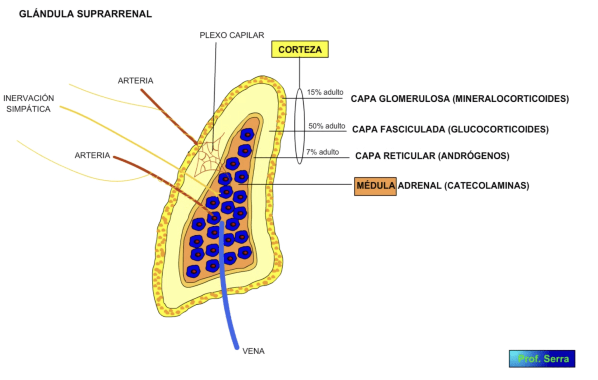 La Médula suprarrenal es un caso especial de inervación
