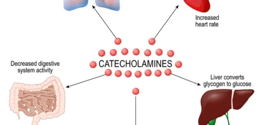 Efectos de las catecolaminas en el estrés