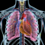¿Dónde se encuentran los pulmones?