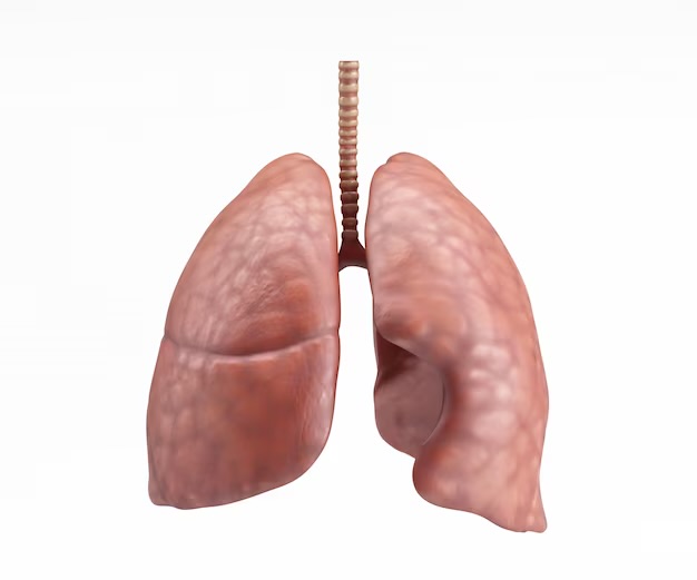 Características de la cara costal del pulmón