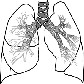 ¿Qué pulmón tiene mayor volumen?