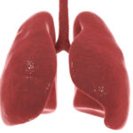 ¿Cuánto pesan los pulmones?