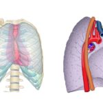 ¿Qué forma tienen los pulmones?
