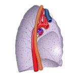 Características de la cara mediastínica del pulmón