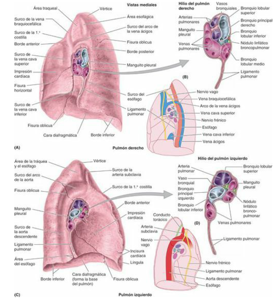 Características de la cara mediastínica del pulmón