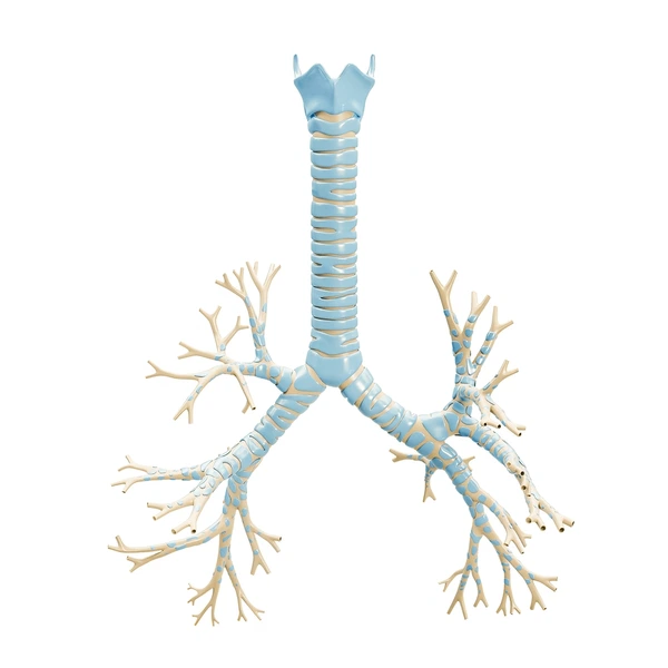Anatomía del bronquio principal derecho