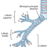 Origen del bronquio principal derecho