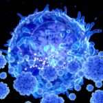 Células efectoras primarias de la inmunidad celular