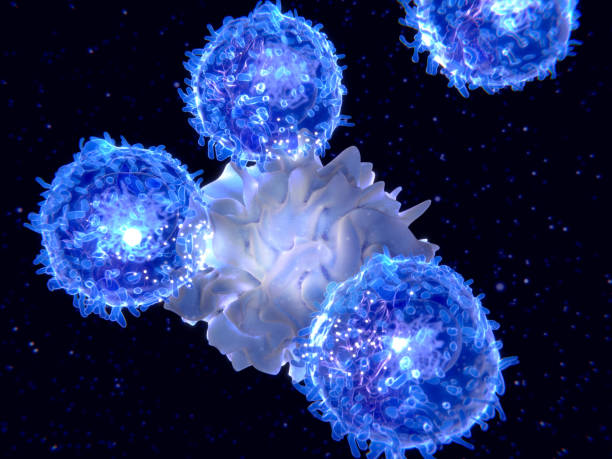 Células efectoras primarias de la inmunidad celular