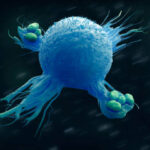 ¿Cuál es la función de los macrófagos?