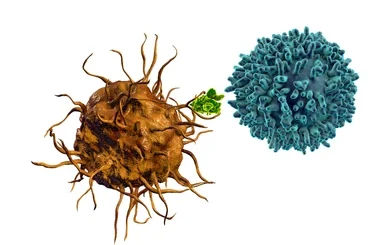 ¿Que linfocitos son activados por las células dendríticas?