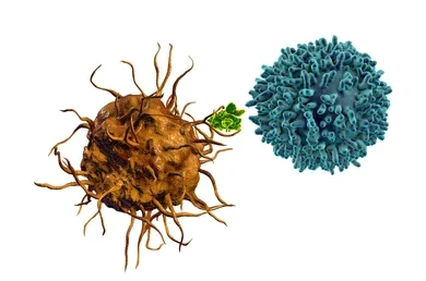 ¿Que linfocitos son activados por las células dendríticas?