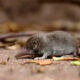 ¿Cuáles son los hospedadores naturales de los hantavirus?