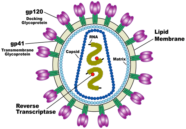 Lenacapavir se centra en la inhibición de la cápside del VIH