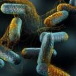 ¿Qué son las infecciones anaeróbicas?