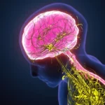 Disautonomía, una disfunción del sistema nervioso autónomo