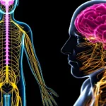 Componentes del sistema nervioso