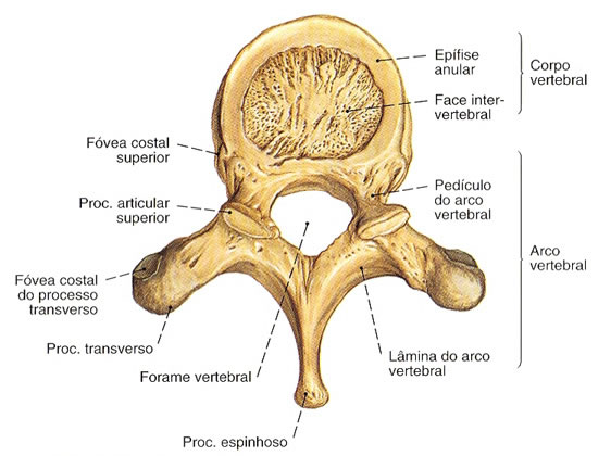 Partes de las vértebras