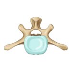 Características anatómicas comunes a todas las vértebras