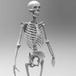 ¿Cuál es la función del sistema esquelético?